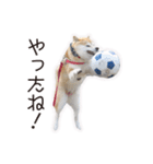 がんばる柴犬（個別スタンプ：31）