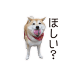 がんばる柴犬（個別スタンプ：32）