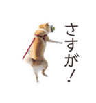 がんばる柴犬（個別スタンプ：35）