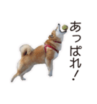 がんばる柴犬（個別スタンプ：36）