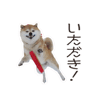 がんばる柴犬（個別スタンプ：37）