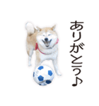 がんばる柴犬（個別スタンプ：38）