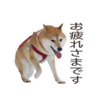 がんばる柴犬（個別スタンプ：40）