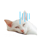 ひやむぎのスタンプ（個別スタンプ：5）