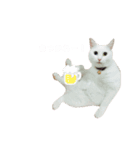ひやむぎのスタンプ（個別スタンプ：6）