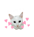 ひやむぎのスタンプ（個別スタンプ：7）