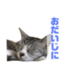 ぺぺさんより…お大事に…（個別スタンプ：1）