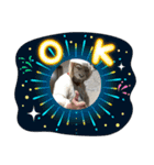 OZのラムチョップスタンプ（個別スタンプ：4）