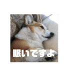 OZのラムチョップスタンプ（個別スタンプ：9）