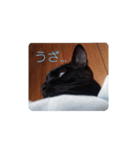 きち 1（個別スタンプ：4）