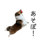 パッチランド（個別スタンプ：2）
