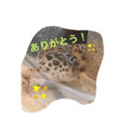 ハクちゃん_レオパードゲッコウ（個別スタンプ：4）