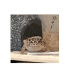 ハクちゃん_レオパードゲッコウ（個別スタンプ：7）