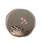 ハクちゃん_レオパードゲッコウ（個別スタンプ：8）