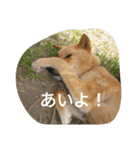 ジョイ吉（個別スタンプ：7）