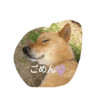 ジョイ吉（個別スタンプ：8）