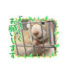 うちの子ねずみ（個別スタンプ：1）