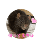 うちの子ねずみ（個別スタンプ：2）