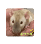 うちの子ねずみ（個別スタンプ：6）