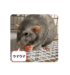 うちの子ねずみ（個別スタンプ：7）