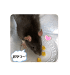 うちの子ねずみ（個別スタンプ：9）