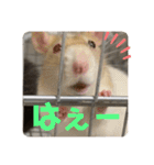 うちの子ねずみ（個別スタンプ：11）