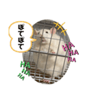 うちの子ねずみ（個別スタンプ：16）