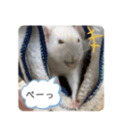 うちの子ねずみ（個別スタンプ：22）