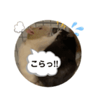 うちの子ねずみ（個別スタンプ：26）