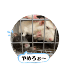 うちの子ねずみ（個別スタンプ：28）