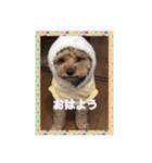 愛犬の、ぼくスタンプ（個別スタンプ：1）