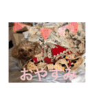 愛犬の、ぼくスタンプ（個別スタンプ：2）