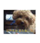愛犬の、ぼくスタンプ（個別スタンプ：3）
