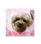愛犬の、ぼくスタンプ（個別スタンプ：4）
