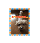 愛犬の、ぼくスタンプ（個別スタンプ：5）