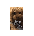 愛犬の、ぼくスタンプ（個別スタンプ：6）