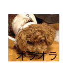 愛犬の、ぼくスタンプ（個別スタンプ：7）