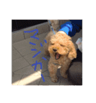 愛犬の、ぼくスタンプ（個別スタンプ：8）