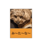 愛犬の、ぼくスタンプ（個別スタンプ：9）