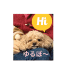 愛犬の、ぼくスタンプ（個別スタンプ：10）