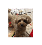 愛犬の、ぼくスタンプ（個別スタンプ：11）