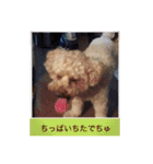 愛犬の、ぼくスタンプ（個別スタンプ：12）