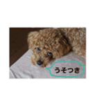 愛犬の、ぼくスタンプ（個別スタンプ：13）