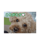 愛犬の、ぼくスタンプ（個別スタンプ：14）