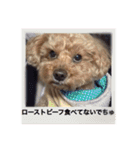 愛犬の、ぼくスタンプ（個別スタンプ：15）