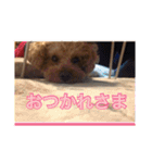 愛犬の、ぼくスタンプ（個別スタンプ：16）