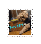 愛犬の、ぼくスタンプ（個別スタンプ：17）