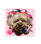 愛犬の、ぼくスタンプ（個別スタンプ：18）