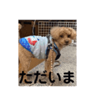 愛犬の、ぼくスタンプ（個別スタンプ：21）