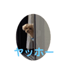 愛犬の、ぼくスタンプ（個別スタンプ：22）